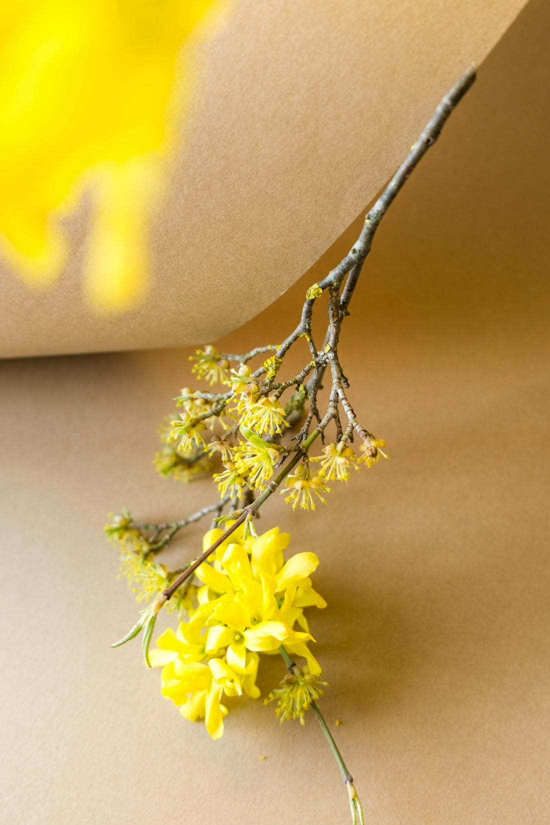 Yellow flowers and branches on a brown surface.