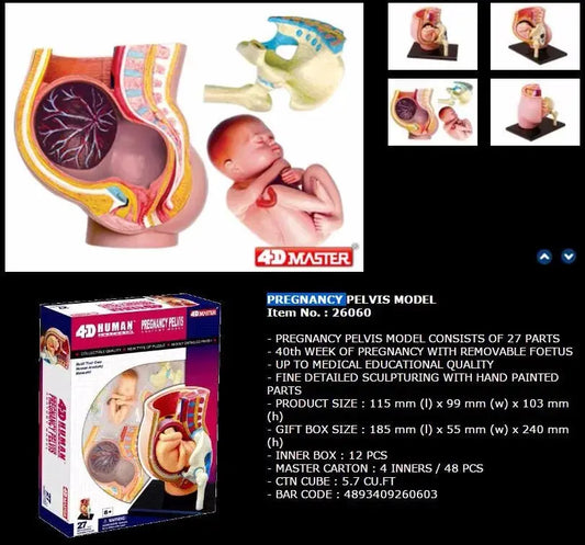 4d Master Human Anatomy Model Puzzle Pregnancy Pelvis Baby Assembled Medical Educational Medical Anatomical Vision  Puzzle Toys - Eloy Royal