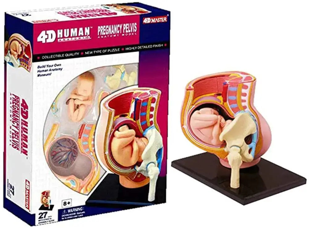 4d Master Human Anatomy Model Puzzle Pregnancy Pelvis Baby Assembled Medical Educational Medical Anatomical Vision  Puzzle Toys - Eloy Royal