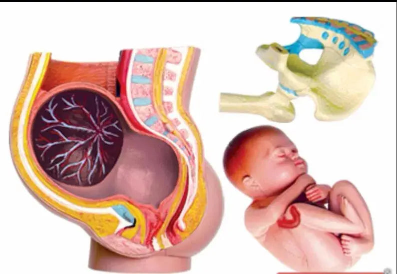 4d Master Human Anatomy Model Puzzle Pregnancy Pelvis Baby Assembled Medical Educational Medical Anatomical Vision  Puzzle Toys - Eloy Royal