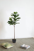 25.5x16x59' Fiddle-Leaf Fig Tree