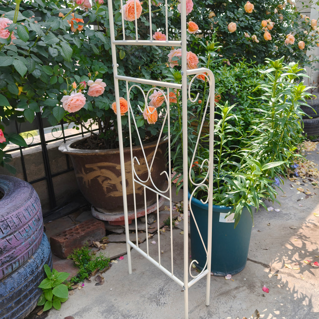 26545478