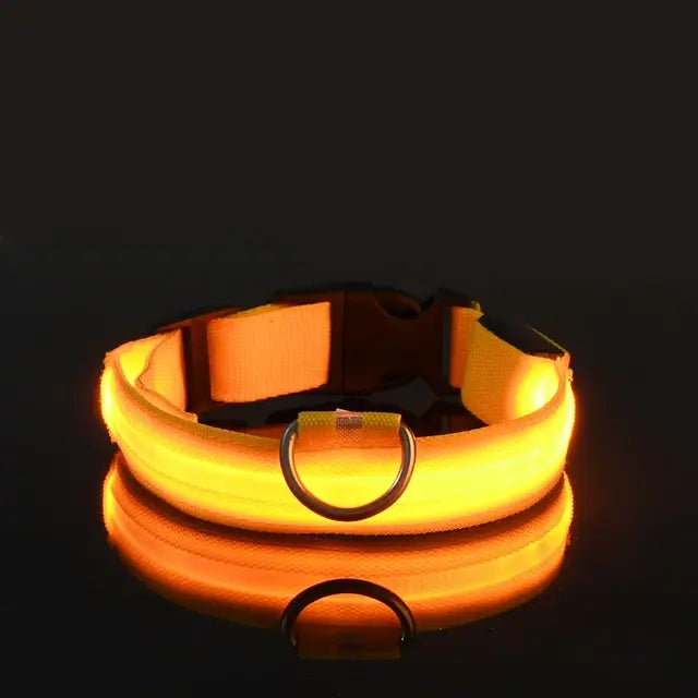 Flashing Glow Dog Collar - Eloy Royal