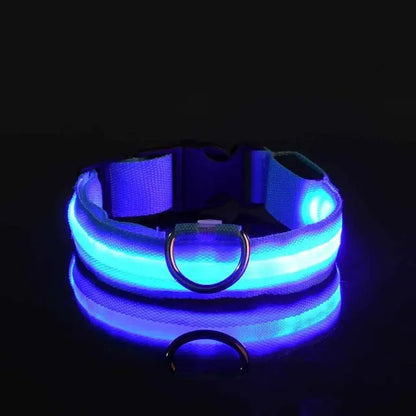 Flashing Glow Dog Collar - Eloy Royal