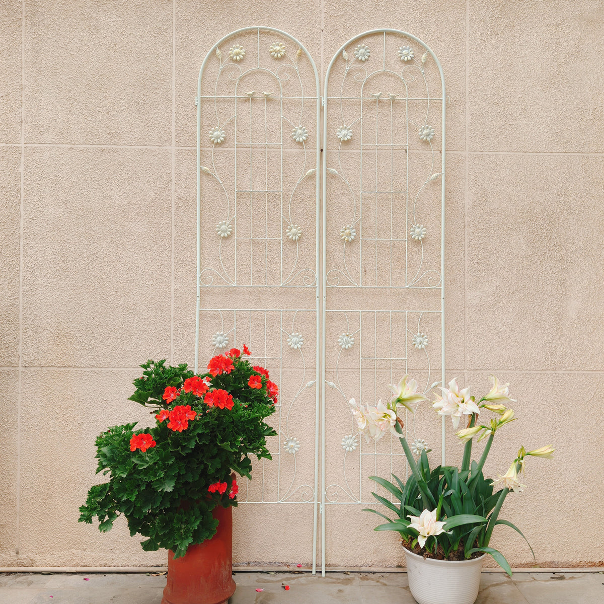 26544638