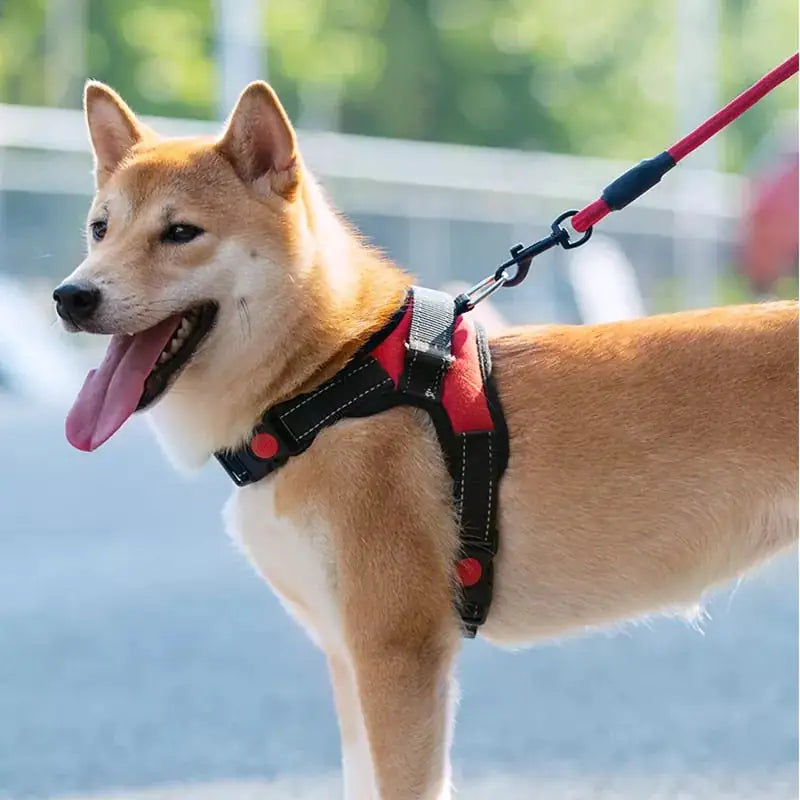 Pet Walking Harness: Adjustable Comfort - Eloy Royal