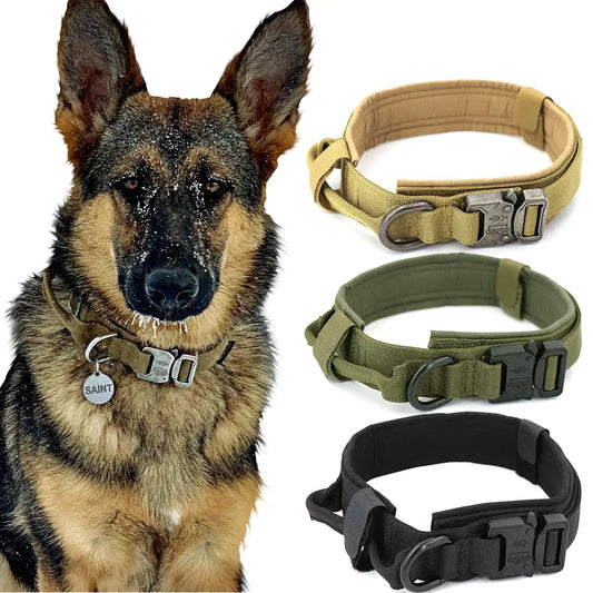 Dog Collar - Eloy Royal