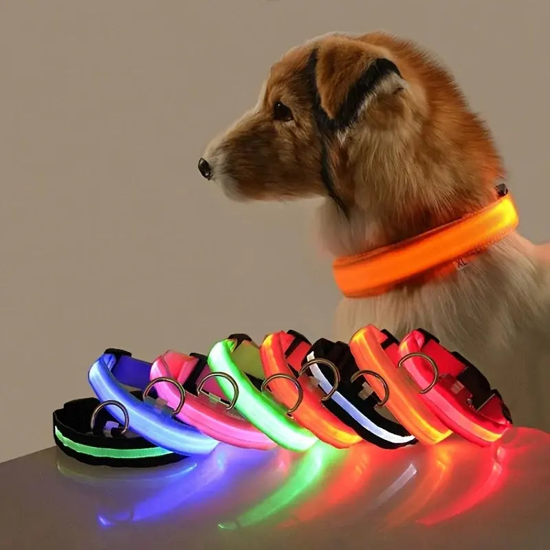 Flashing Glow Dog Collar - Eloy Royal